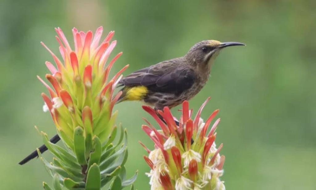 African adventures for birding enthusiasts