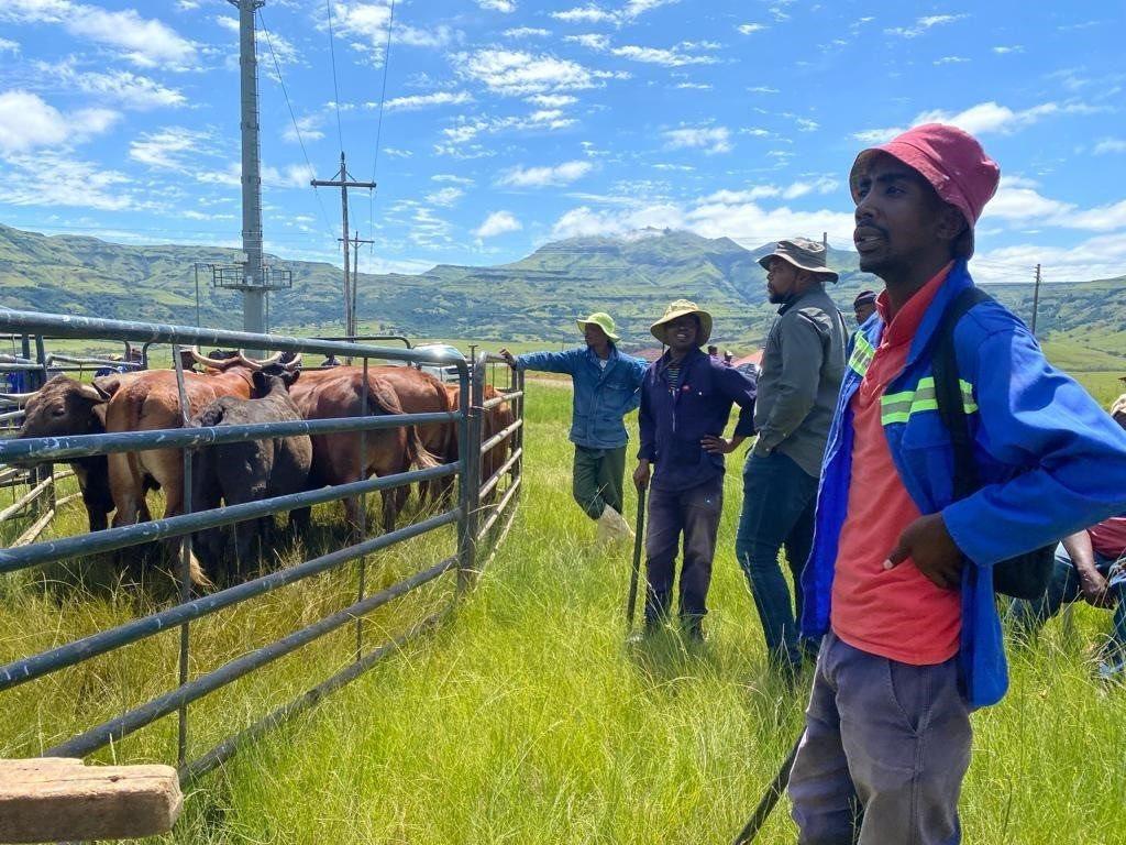 Livelihoods first in communal grazing restoration project