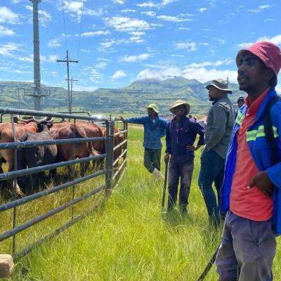 Livelihoods first in communal grazing restoration project