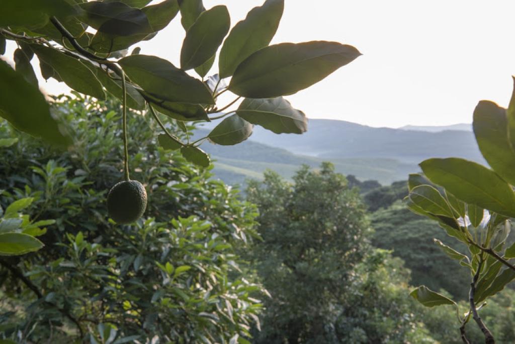 Avocado powerhouse leads with heart through community projects