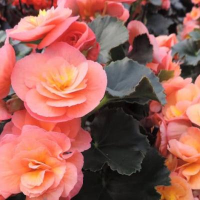 Begonias in bloom are instant gratification