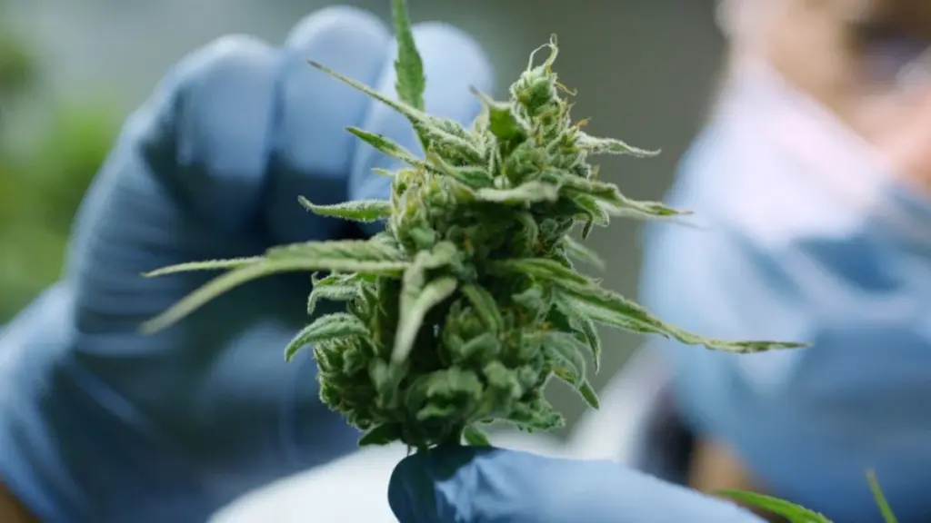 New laws for cannabis in South Africa are coming