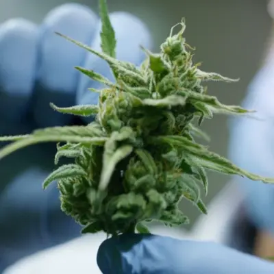 New laws for cannabis in South Africa are coming