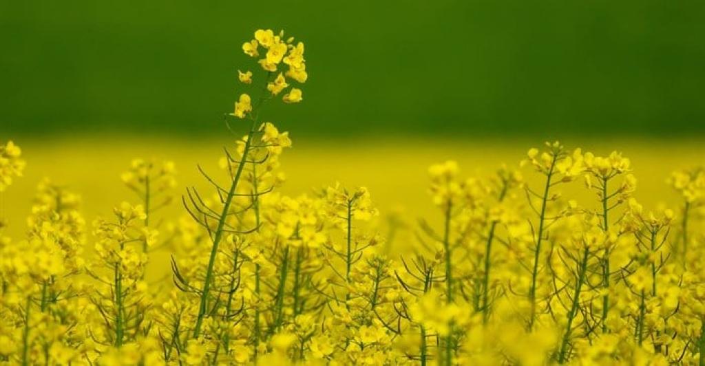 Canola yields soar, boosting confidence in SA’s agriculture