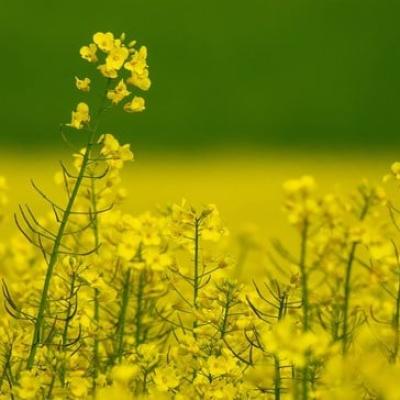 Canola yields soar, boosting confidence in SA’s agriculture