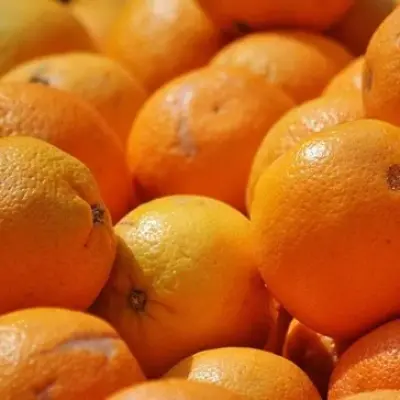 Govt backs citrus exports with R51bn Transnet guarantee
