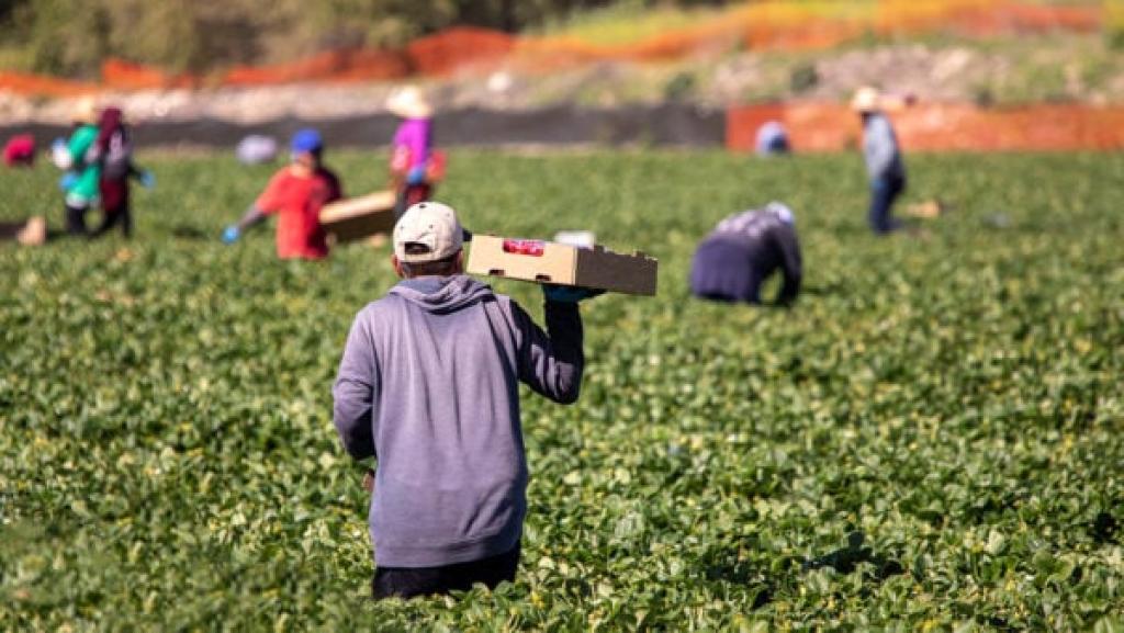 Good news for South African farmers before Trump’s tariffs bite