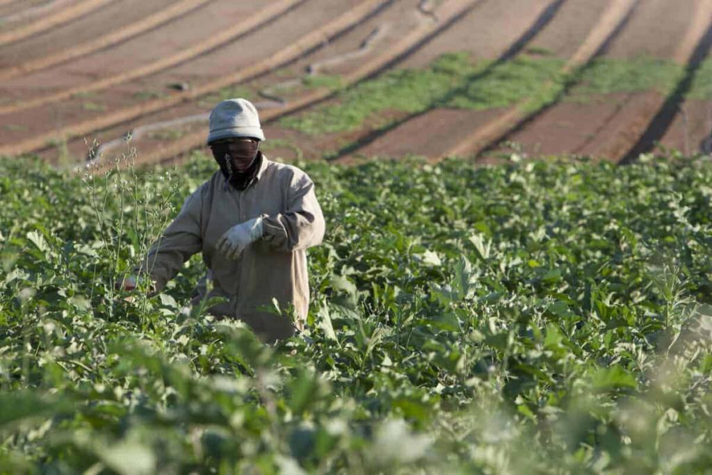 Farmers slam agricultural master plan signed behind their backs