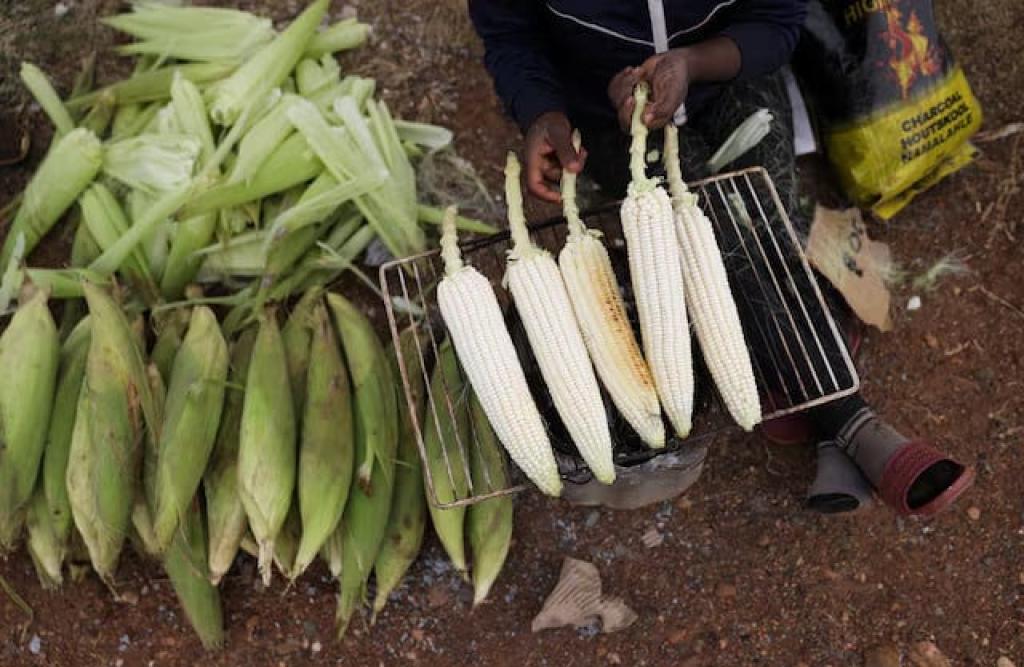 South Africa’s 2025 maize harvest seen 26% higher than last year