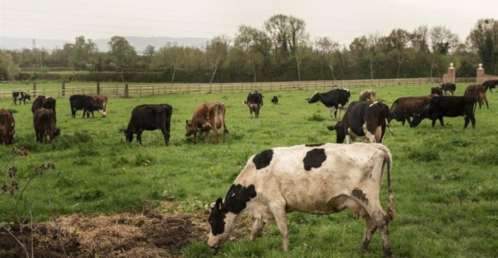 FMD restrictions lifted in ECape and Limpopo, KZN still at risk