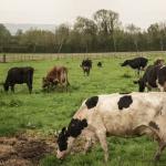 FMD restrictions lifted in ECape and Limpopo, KZN still at risk