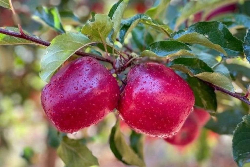 Flash Gala sets record season, boosting SA’s apple industry