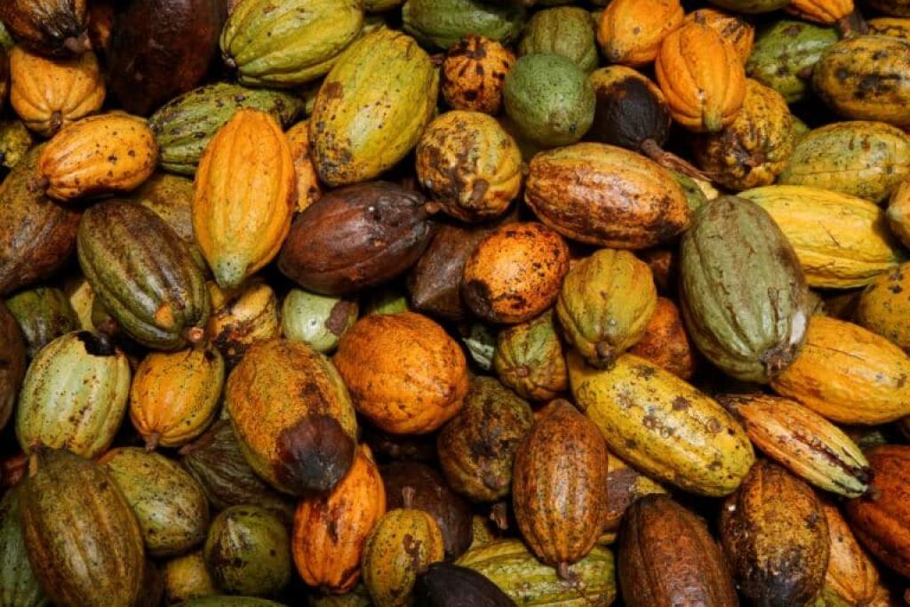 More sun needed to boost Ivory Coast cocoa main crop, farmers say