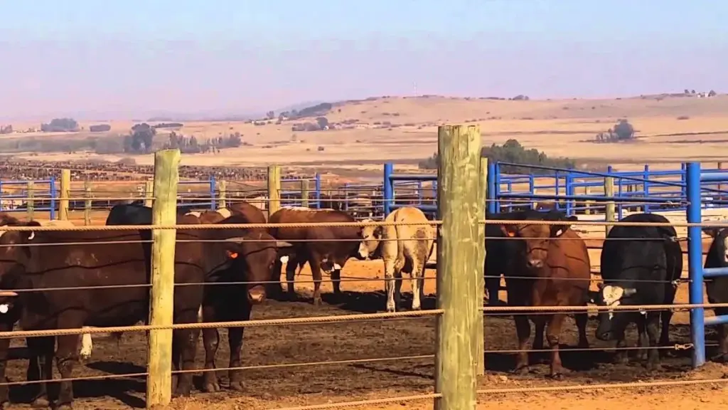 Beef prices in South Africa rising as shortages hit