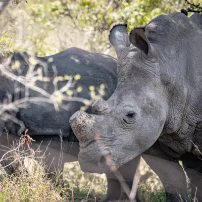 Latest rhino count a mixed bag for world's five species