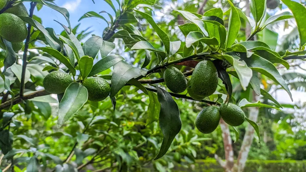 One farm in Limpopo leads South Africa’s avocado exports – Here is how they do it