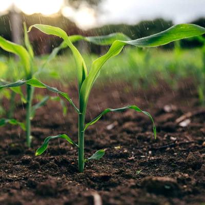 Gauteng’s small farmers buckle under pressure