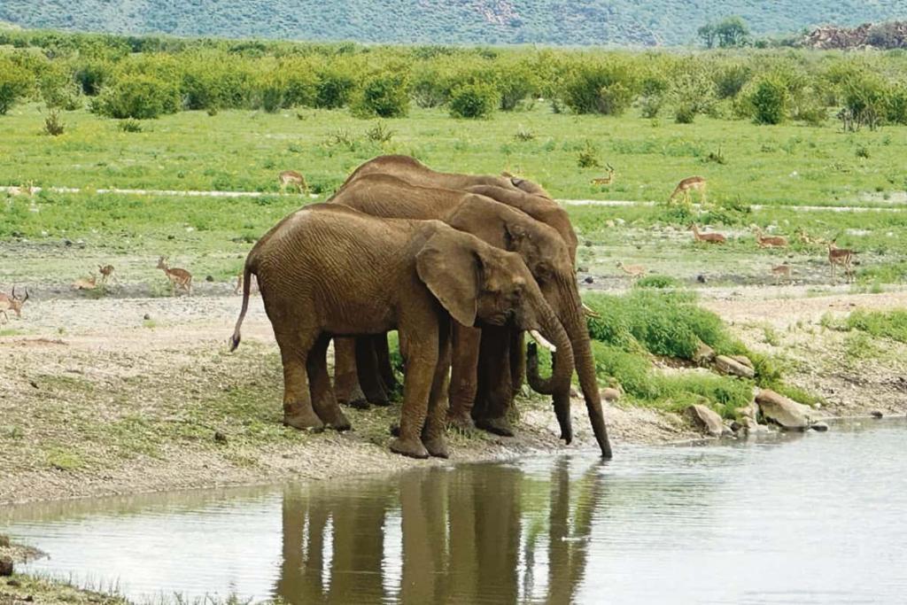 You’re royalty in bush kingdom