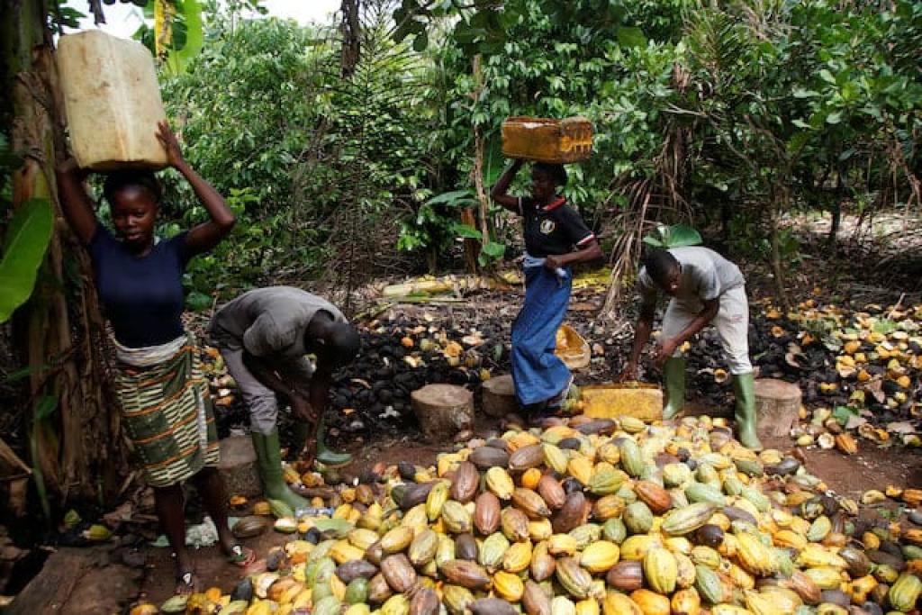 Ivory Coast rains boost cocoa main crop, farmers say